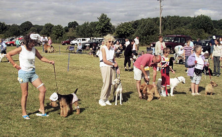 Companion dog sale shows 2019